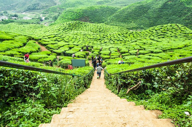Cameron Highlands Tour on Private Basis - Strawberries again: why the self picking stop is more than a gimmick