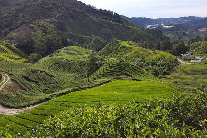 Cameron Highlands with Lunch Guided Day Tour (SIC/Shared Tour) - Key things that make this tour worth a look