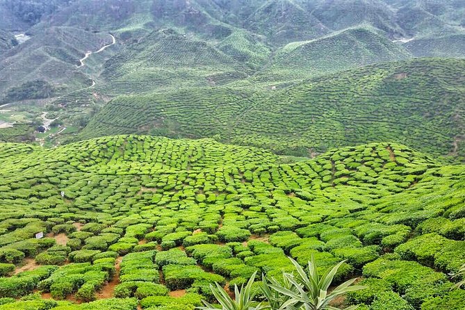 Cameron Highlands with Lunch Guided Day Tour (SIC/Shared Tour) - Cameron Highlands in One Day from KL, What You Can Actually Expect