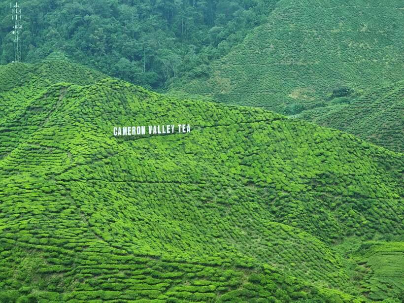 Cameroon Highland : Best nature in highland - Getting oriented in Cameron Highlands, the British hill station