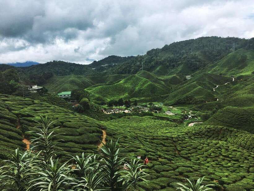 Cameroon Highland : Best nature in highland - Kuala Lumpur to the hills: why the drive is part of the experience