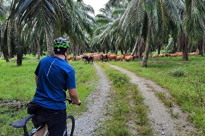 Countryside Cycling Tour. T1.0 by Matahari - Bicycles, comfort, and how to prep for mixed surfaces