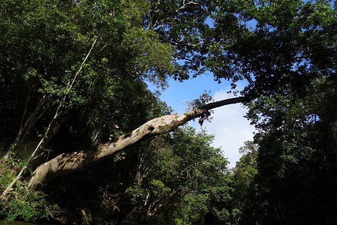 Day Tour Aborigine Village @ Rainforest Taman Negara + Batu Caves - Batu Caves: 272 steps, temple rules, and why timing matters