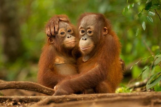 Day Trip Sepilok Orang-utan And City Tour - Key highlights you will actually use