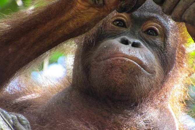 Day Trip Sepilok Orang-utan And City Tour - Price and value: what $118.80 gets you, and what it does not