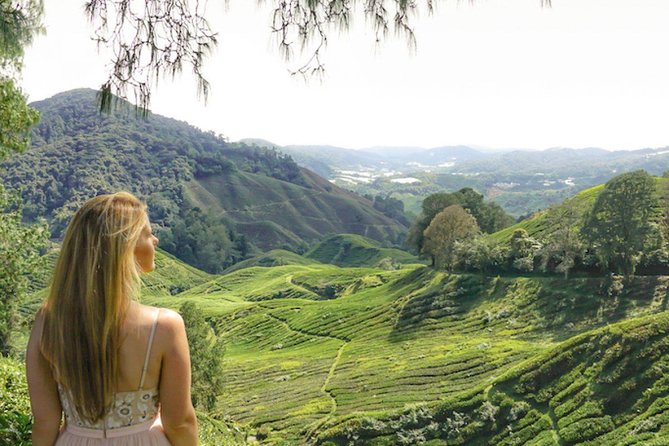 Day Trip to Cameron Highlands: Nature Escape from Kuala Lumpur - Bee farms and honey stops: small visits that teach a lot
