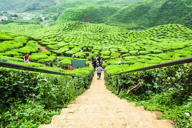 Day Trip to Cameron Highlands: Nature Escape from Kuala Lumpur - Rose Valley, gardens, and the “what’s open today” factor