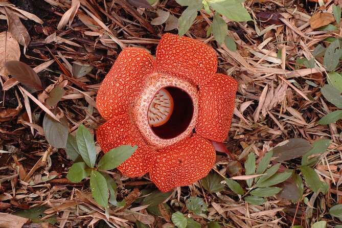 Day Trip to Kinabalu Park and Poring Hot Spring Guided Tour - Rafflesia chances, plus the extra cost decision