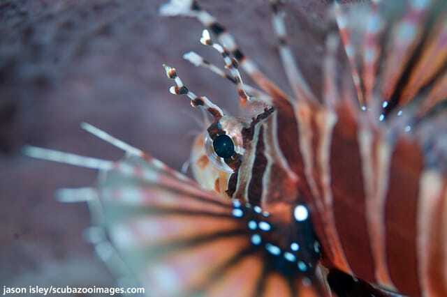 Enjoy 3 Fun Dives in Kota Kinabalu | Certified Divers - Why this Kota Kinabalu marine-park day is such a practical pick for certified divers