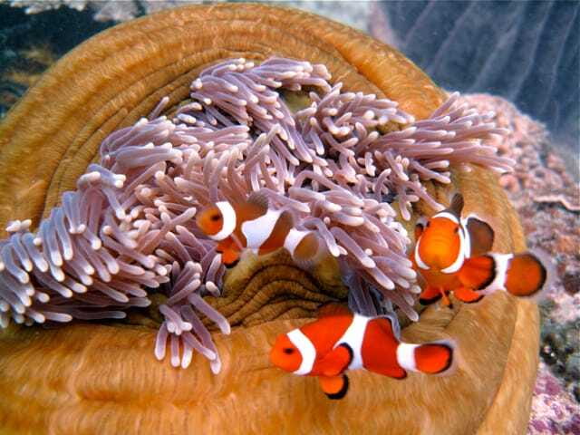 Enjoy 3 Fun Dives in Kota Kinabalu | Certified Divers - Instructor quality, language support, and names you might hear on the day