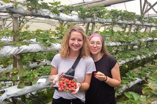 Explore Cameron Highlands: Full-Day Tour with Scenic Batu Caves - Strawberry farm time: when “farm visit” is the main event