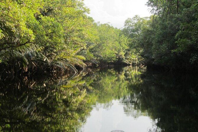 Fireflies Tour in Cherating - Key Highlights Before You Go
