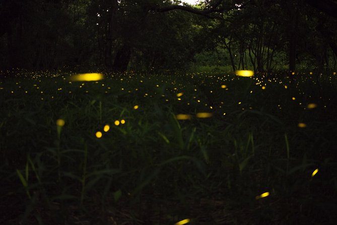 Fireflies Tour in Cherating - A Night Boat Through the Cherating Mangroves (and Why That Matters)