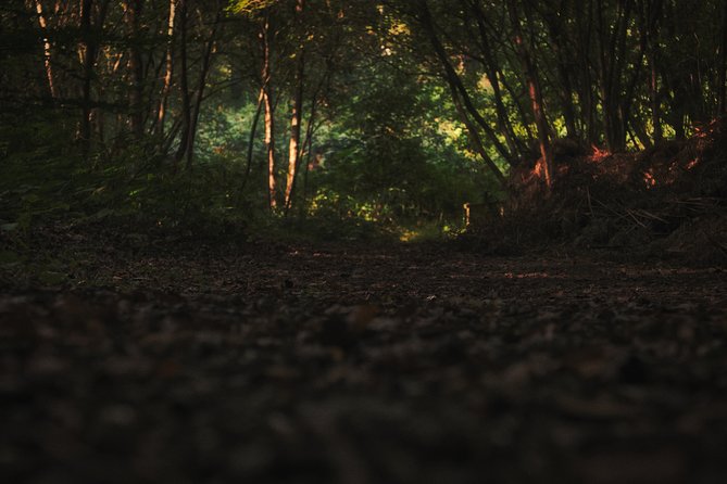 Fireflies Tour in Cherating - The Main Event: How the Fireflies Respond