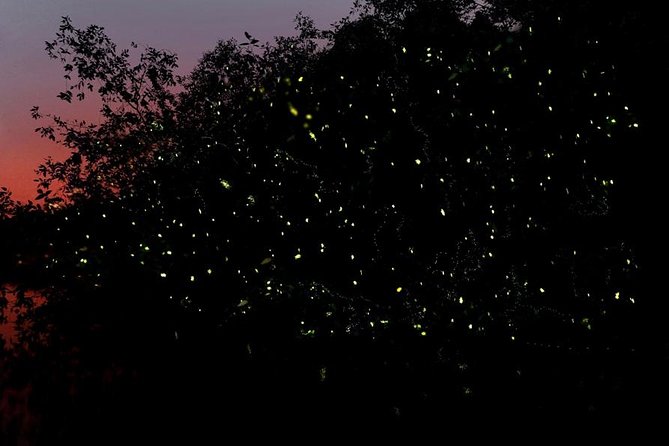 Firefly Tour Johor Bahru@Kota Tinggi Firefly Park - Quick hit: what makes this firefly tour worth your time