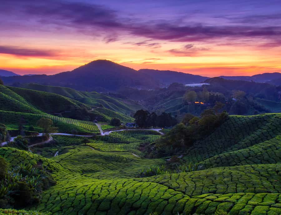 From KL: Cameron Highlands with BOH Habu & Sungei Tea Visit - Key highlights to look forward to