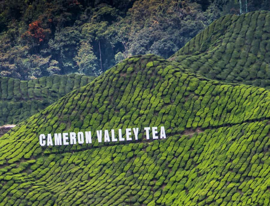 From KL: Cameron Highlands with BOH Habu & Sungei Tea Visit - Sungai Palas at the end, why the finale matters