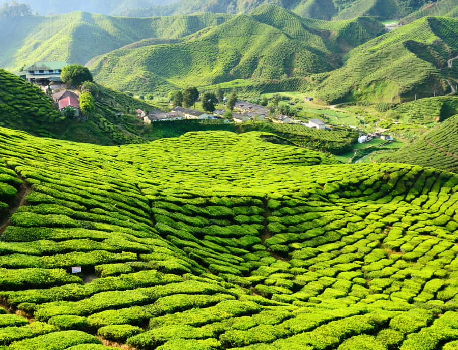 From KL: Cameron Highlands with BOH Habu & Sungei Tea Visit - BOH Habu plantation and the tea factory tour that actually teaches you