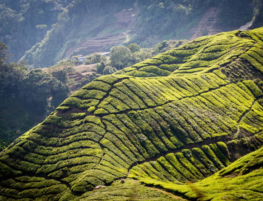 From KL: Cameron Highlands with BOH Habu & Sungei Tea Visit - Cameron Tea Valley for photos and breathing room