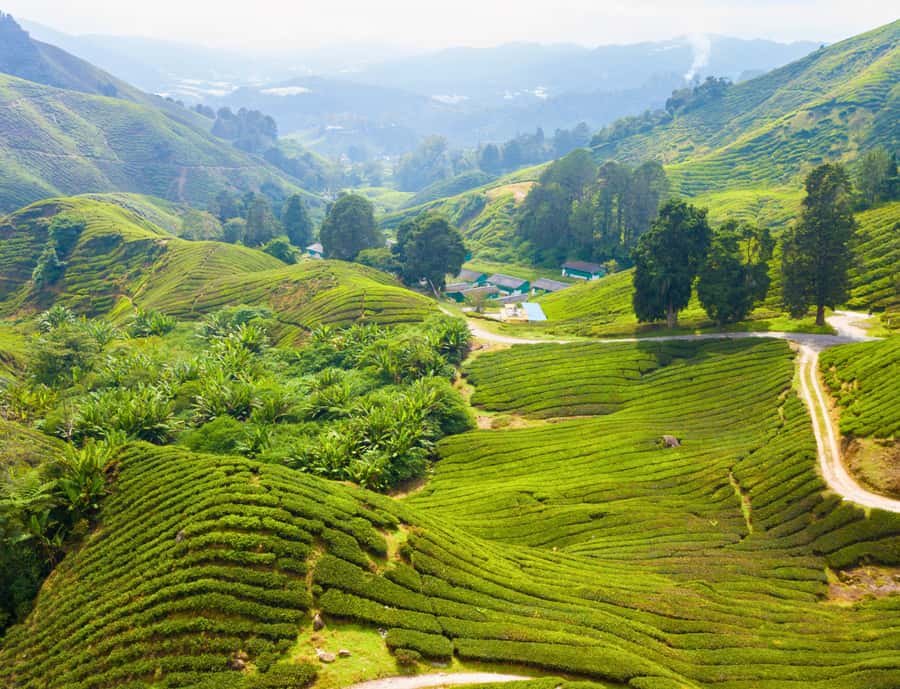 From KL: Cameron Highlands with BOH Habu & Sungei Tea Visit - Tanah Rata lunch, what you can do to avoid disappointment