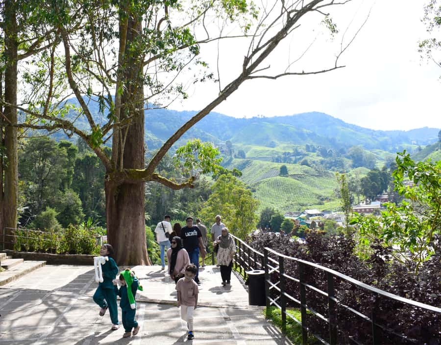 From KL: Cameron Highlands with BOH Habu & Sungei Tea Visit - Kea Farm Market and the cactus farm, a contrast to tea