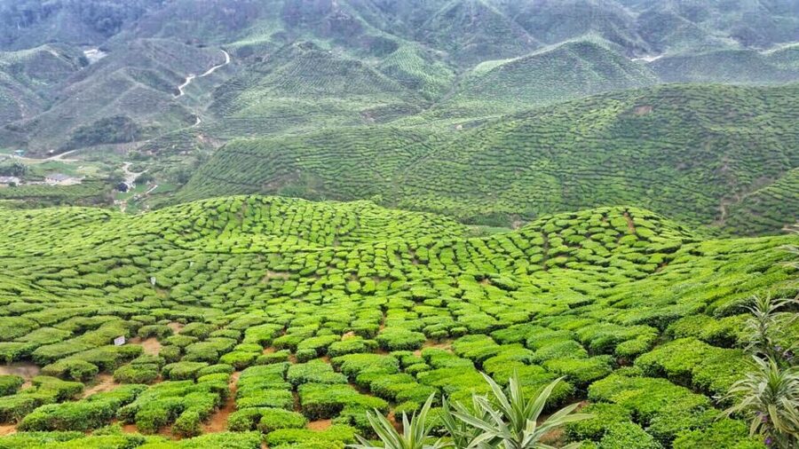 From Kuala Lumpur: Cameron Highlands Day Tour with Lunch - Price and Value: Is $92 a Fair Deal for This Much Highland Time?