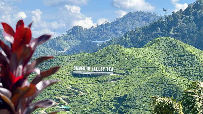 From Kuala Lumpur: Cameron Highlands Day Tour with Lunch - Getting Picked Up in the Golden Triangle, Then Pointing the Bus Toward the Hills
