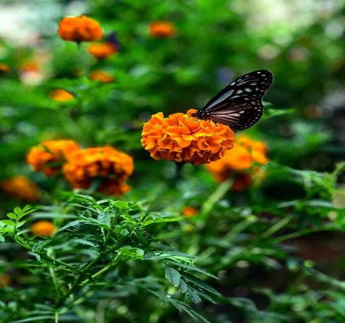 From Kuala Lumpur: Cameron Highlands Day Trip with Transfers - Butterfly park and honey bee farm, nature viewing that stays hands-on