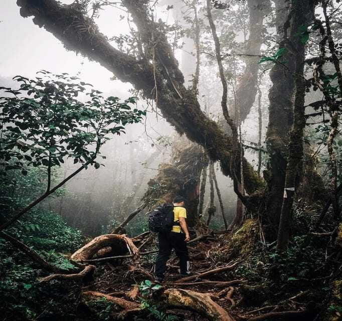 From Kuala Lumpur: Cameron Highlands Day Trip with Transfers - What you are really paying for: $118 and the value check