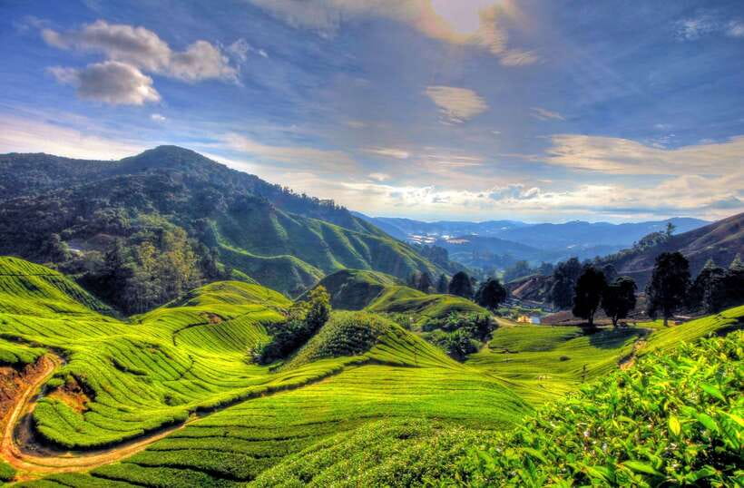 From Kuala Lumpur: Cameron Highlands Full-Day Tour - Key highlights worth your attention