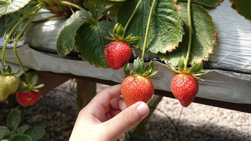 From Kuala Lumpur: Cameron Highlands Full-Day Tour - Bharat Tea Farm: from leaf picking to tasting the highlands