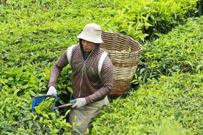 From Kuala Lumpur: Cameron Highlands Full-Day Tour - Strawberry Farm at the highlands: hands-on, cool-air fun