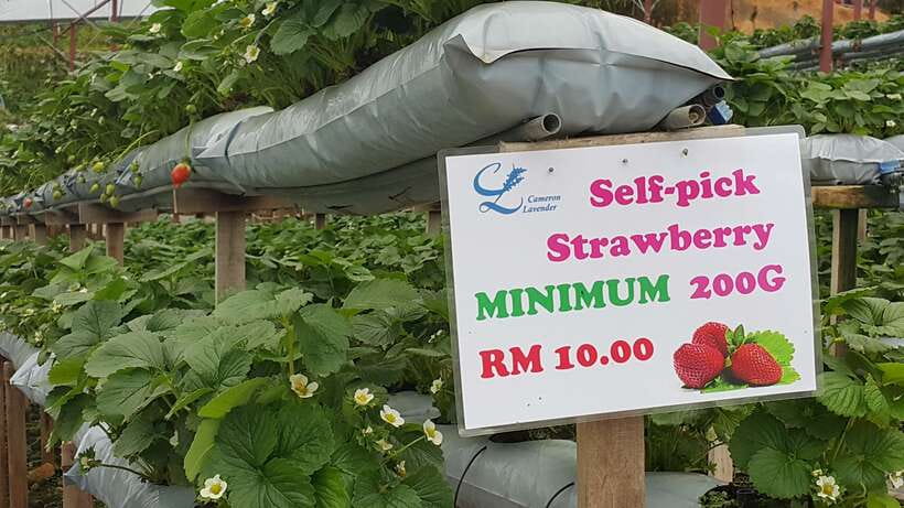 From Kuala Lumpur: Cameron Highlands Full-Day Tour - Butterfly and insect park: colorful stops that feel calmer than factories