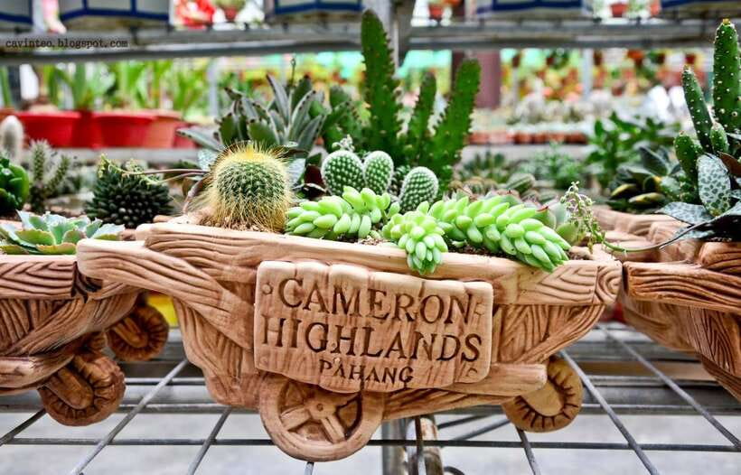 From Kuala Lumpur: Cameron Highlands Full-Day Tour - Cactus garden: an oddball ending that makes the day feel complete
