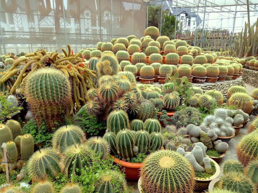 From Kuala Lumpur: Cameron Highlands Private or Join In Tour - Lata Iskandar Waterfall: The First Big Nature Stop
