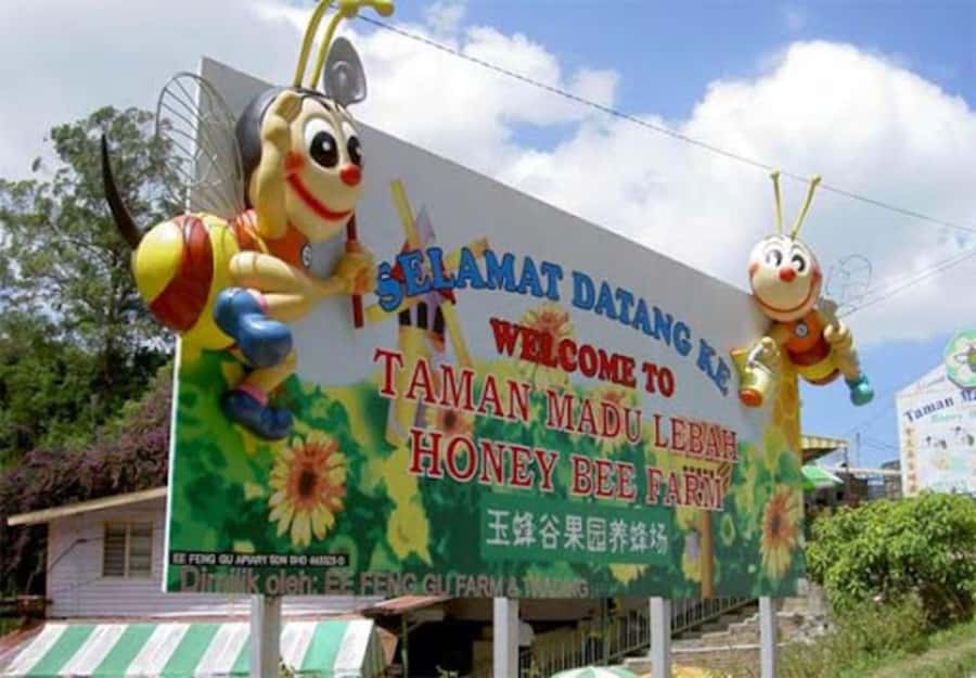 From Kuala Lumpur: Cameron Highlands Private or Join In Tour - Cameron Valley Tea Time: Walking, Photos, and Optional Buggy Fun