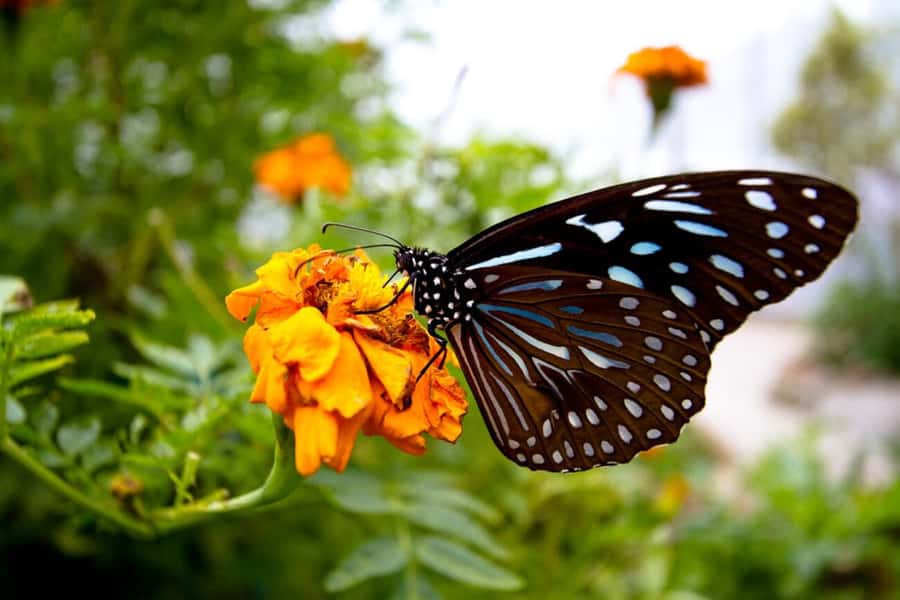 From Kuala Lumpur: Cameron Highlands Private or Join In Tour - Flora Park: The One Garden Ticket You’ll Actually Notice