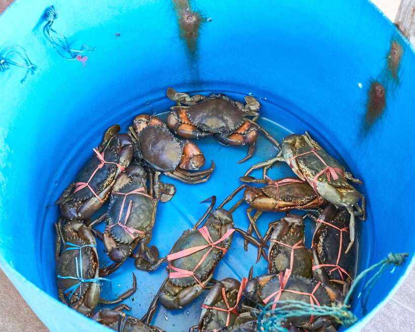 From Kuala Lumpur: Crab Island Tour with Seafood Lunch - Price and logistics: is $146 per person good value?