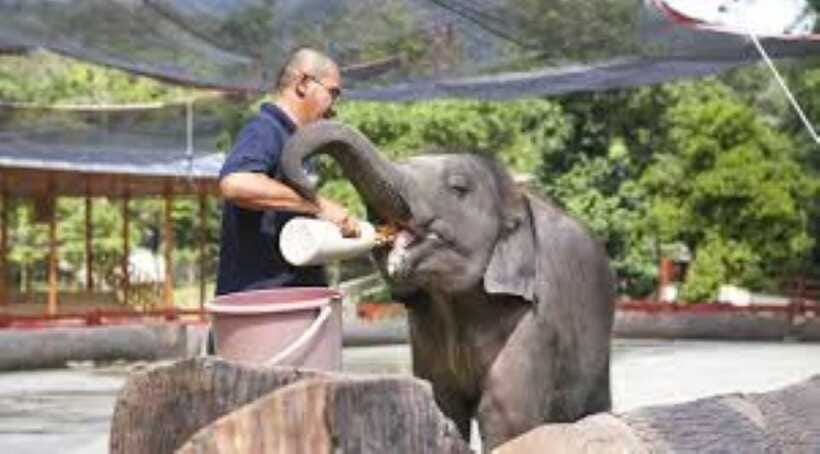 From Kuala Lumpur: Elephant Sanctuary Guided Tour - Should you book this Kuala Gandah and waterfall day trip?