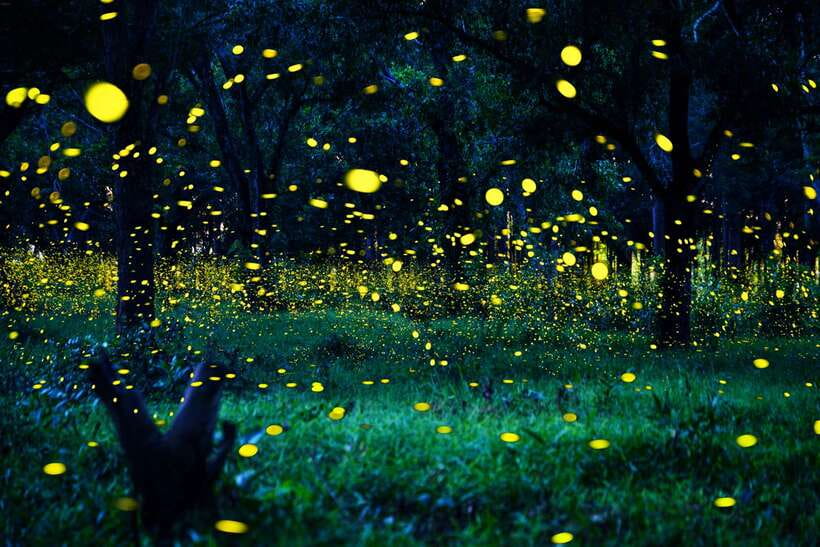 From Kuala Lumpur: Fireflies Tour and Seafood Dinner - The Moment the Selangor River Lights Up: Fireflies at 6:30 PM