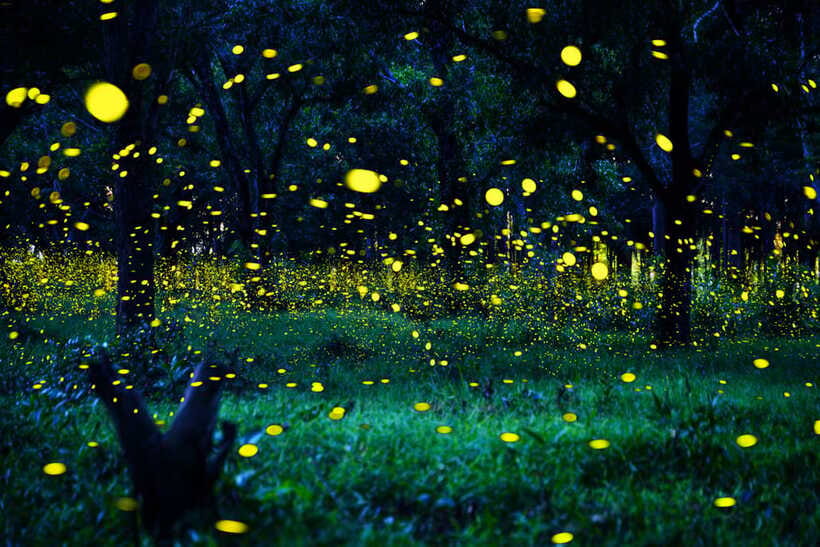 From Kuala Lumpur: Fireflies Tour and Seafood Dinner - Price and Value: Is $119 for Fireflies and Dinner Fair?
