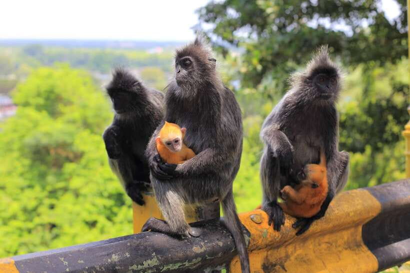 From Kuala Lumpur: Fireflies Tour and Seafood Dinner - Bukit Melawati, Fort Altingsburg Lighthouse, and the Monkey Meet-and-Greet