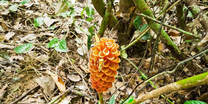 From Kuala Lumpur: Full-Day Taman Negara National Park - FAQ