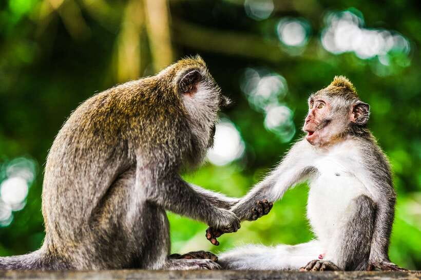 From Kuala Lumpur: Full-Day Taman Negara National Park - The park gateway and riverside lunch in Kampung Kuala Tahan