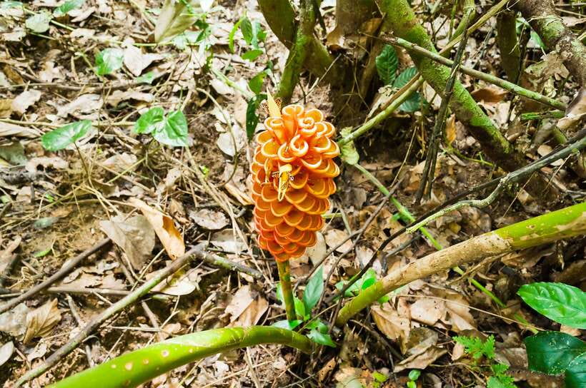 From Kuala Lumpur: Full-Day Taman Negara National Park - Blowpipe, hunting skills, and rapid shooting without losing the culture