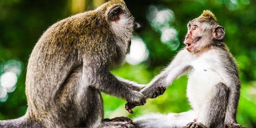 From Kuala Lumpur: Full-Day Taman Negara National Park - Wildlife odds, jungle trekking pace, and what you can realistically expect