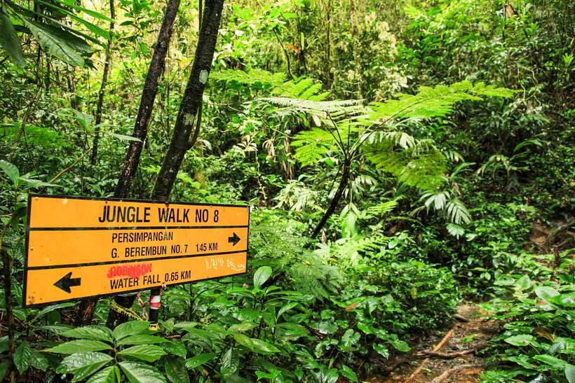 From Kuala Lumpur: Full-Day Taman Negara National Park - Price and value: what $173 gets you, and what it might not