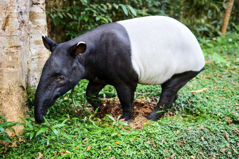 From Kuala Lumpur: Full-Day Taman Negara National Park - Should you book this full-day Taman Negara from Kuala Lumpur?