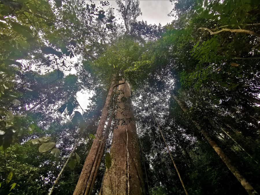 From Kuala Lumpur: Full Day Tour to Taman Negara - A full-day rainforest hit from Kuala Lumpur
