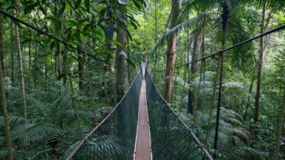 Full Day Tour to Taman Negara